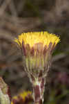 Coltsfoot